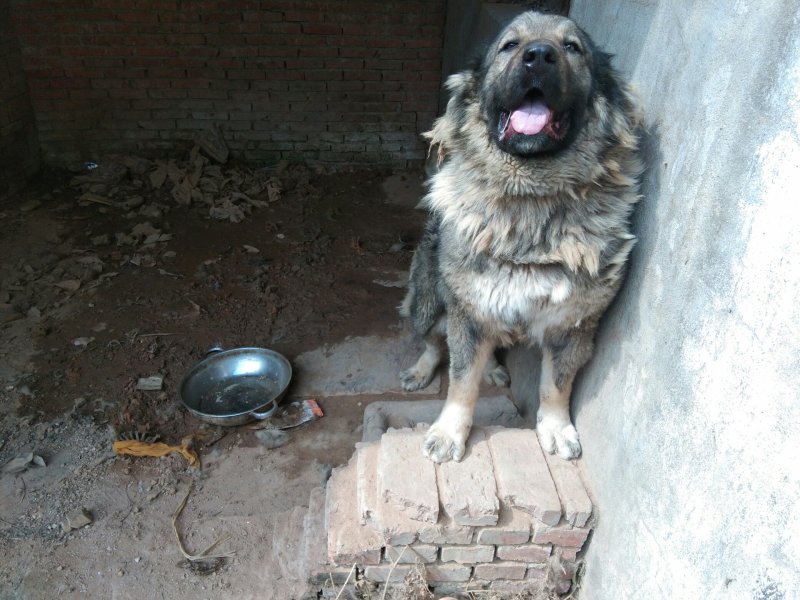 大型犬高加索。
