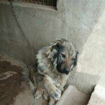 大型犬高加索。