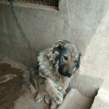 大型犬高加索。