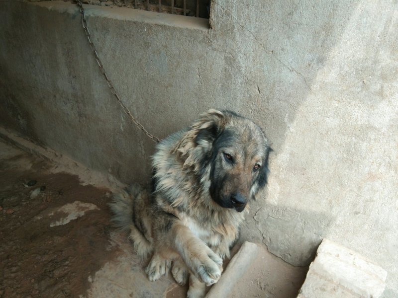 大型犬高加索。