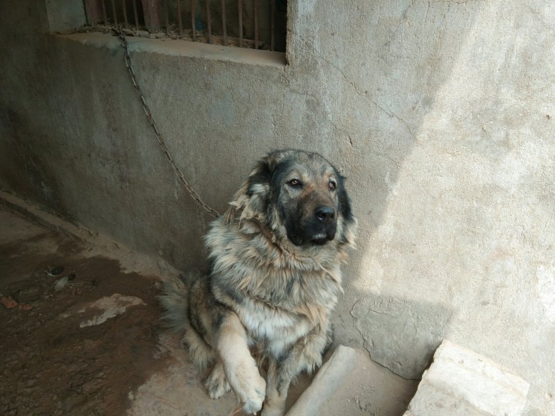 大型犬高加索。