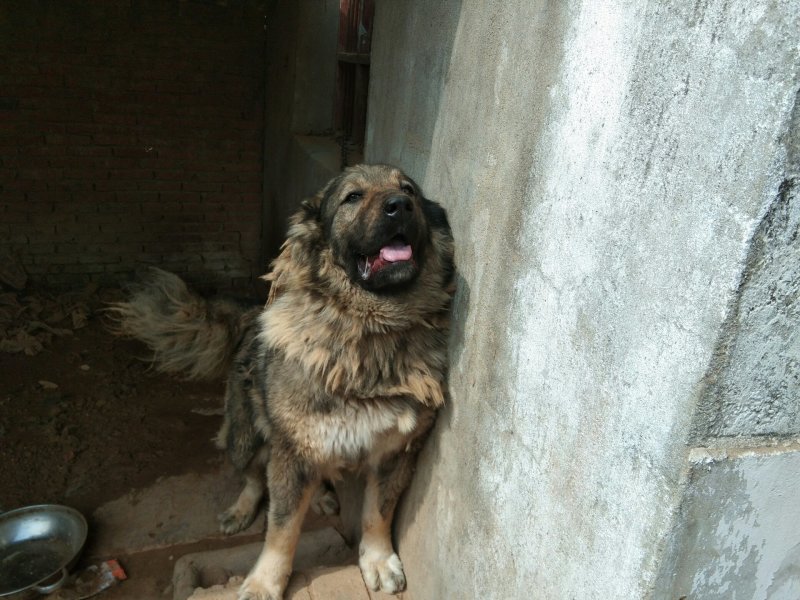 大型犬高加索。