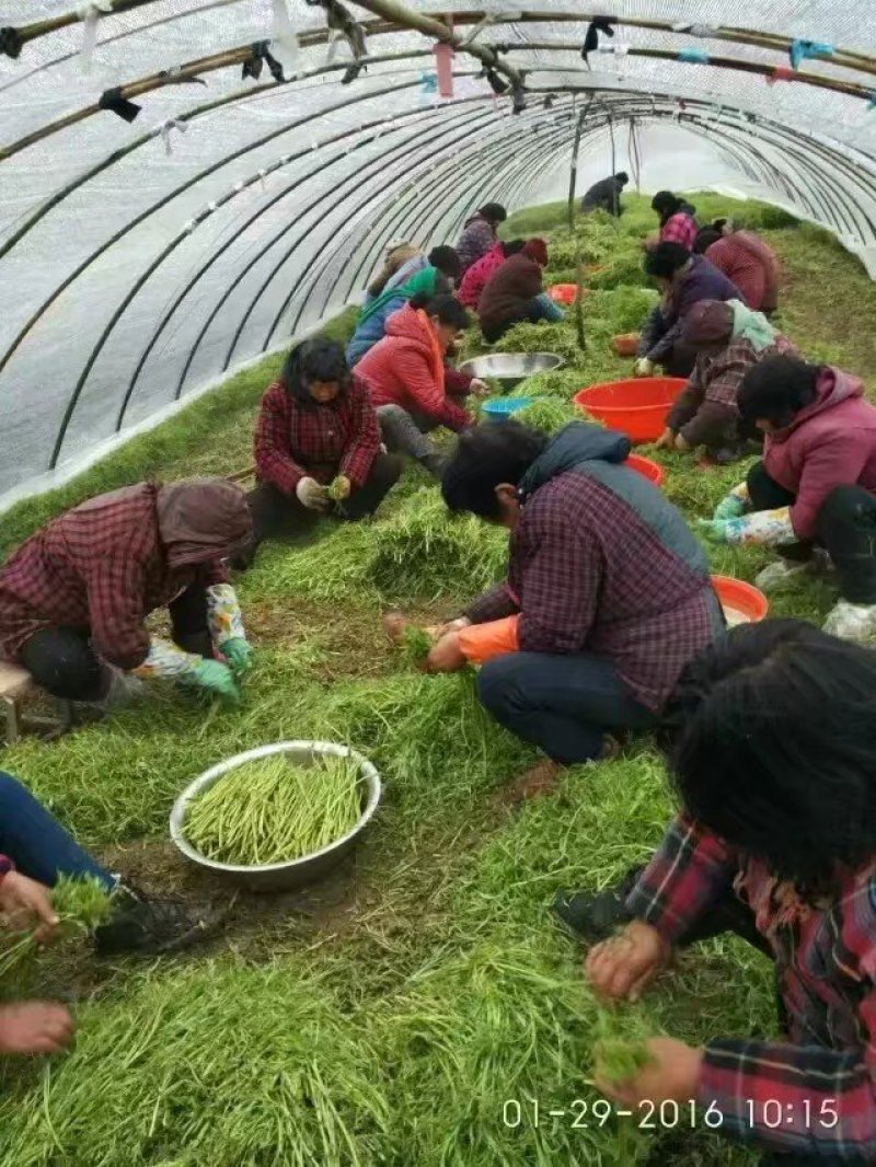 芦篙自己家芦蒿。批发价便宜！！