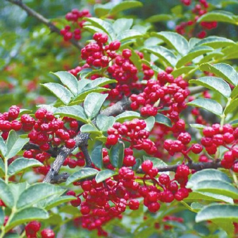 花椒苗