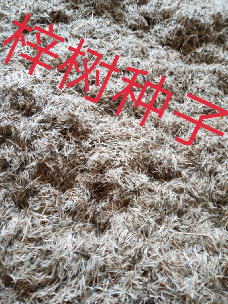 梓树种子