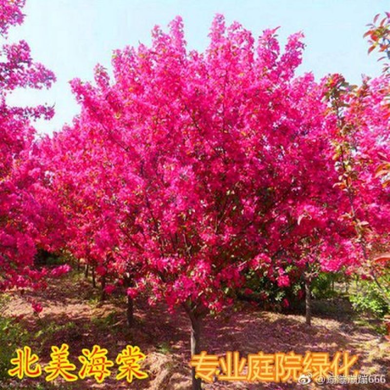 西府海棠
