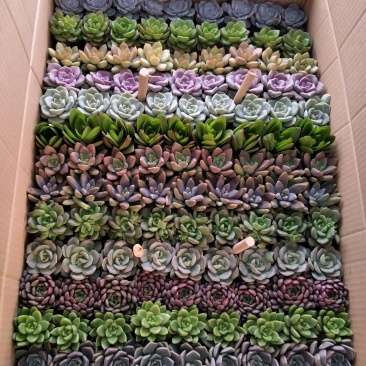 13色多肉植物自产自销