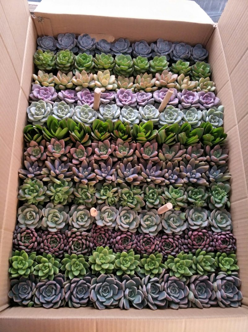 13色多肉植物自产自销