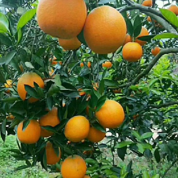老品种普脐1.3/大量代收，有需要的老板联系我
