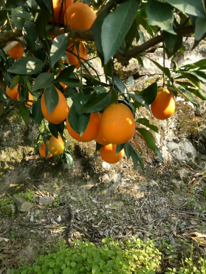 老品种普脐1.3/大量代收，有需要的老板联系我