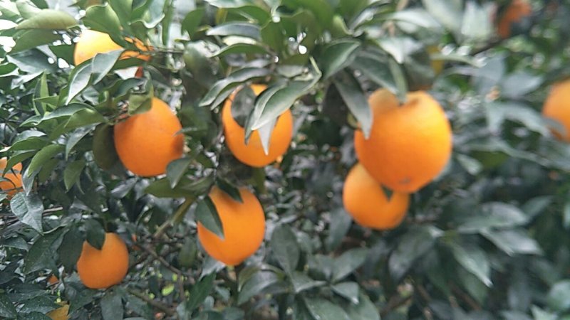 老品种普脐1.3/大量代收，有需要的老板联系我