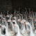 本人有自养老鹅出售最后五百只少了15元不卖