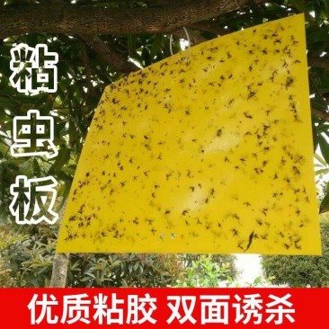 粘虫板黄板诱虫板纸贴双面黄色沾黏蚊子杀黑虫胶灭小飞虫果蝇
