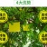 粘虫板黄板诱虫板纸贴双面黄色沾黏蚊子杀黑虫胶灭小飞虫果蝇