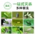 粘虫板黄板诱虫板纸贴双面黄色沾黏蚊子杀黑虫胶灭小飞虫果蝇