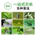 粘虫板黄板诱虫板纸贴双面黄色沾黏蚊子杀黑虫胶灭小飞虫果蝇