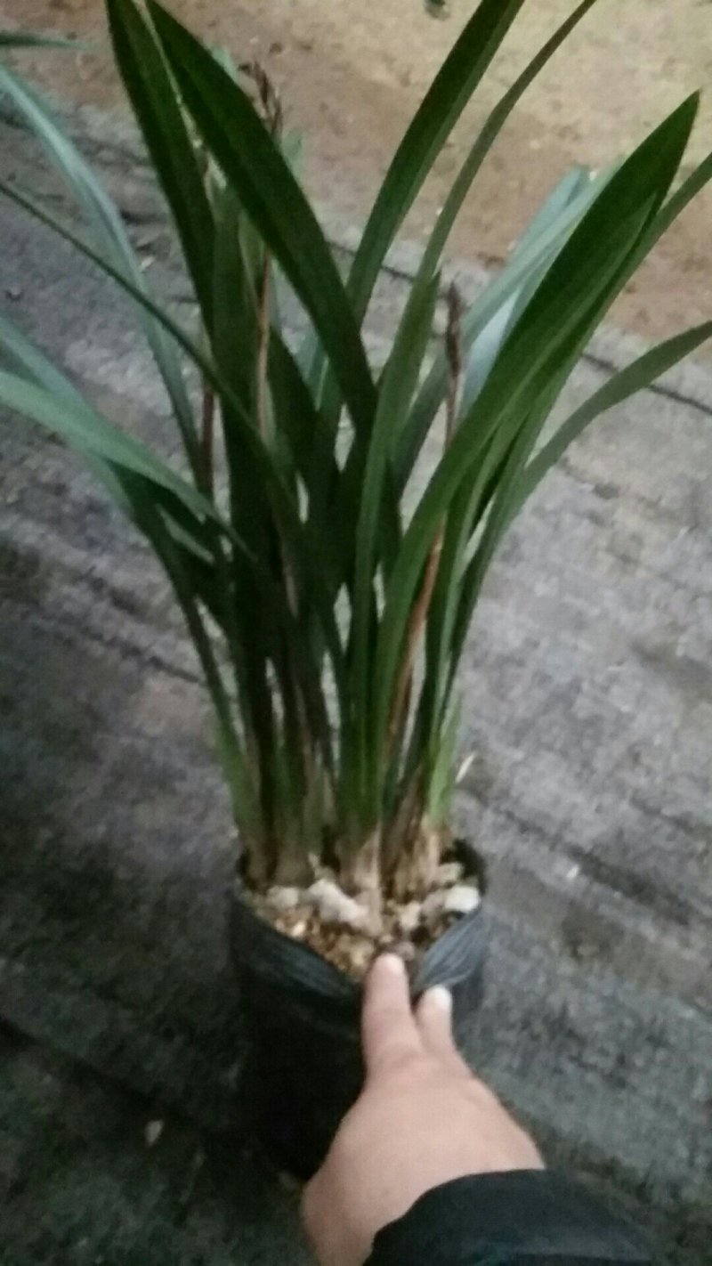 兰花，墨兰