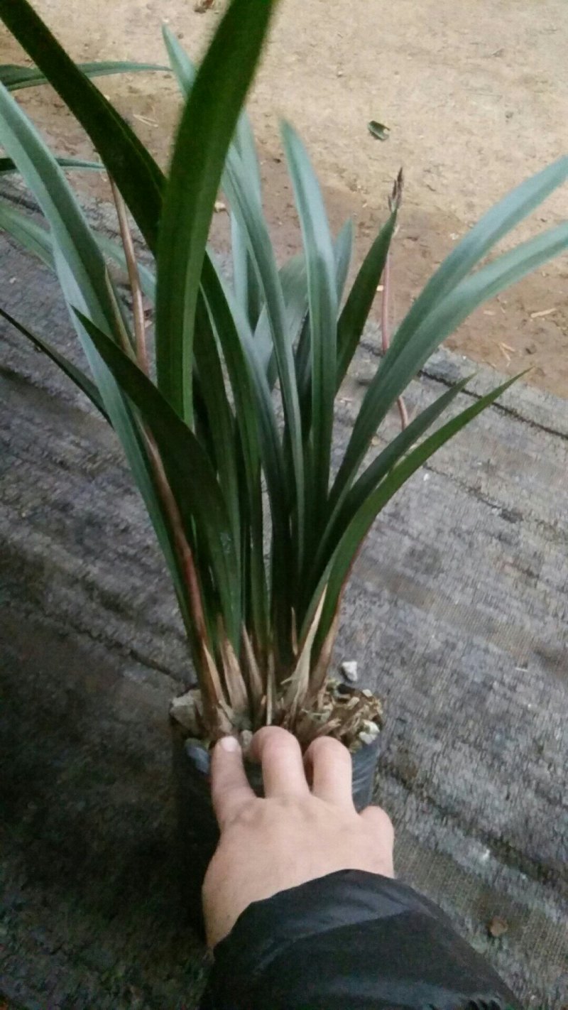 兰花，墨兰