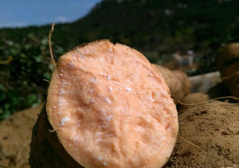 优质红薯大量出窖✔香港红✔来福徐薯18✔商薯19✔红香蕉