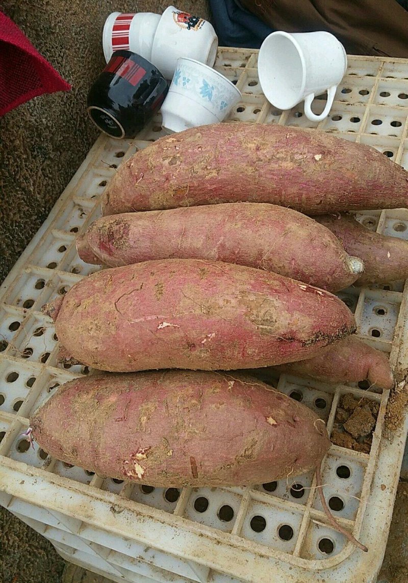 优质红薯大量出窖✔香港红✔来福徐薯18✔商薯19✔红香蕉