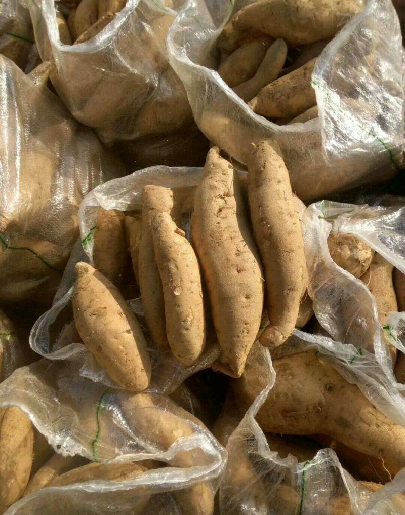 优质红薯大量出窖✔香港红✔来福徐薯18✔商薯19✔红香蕉