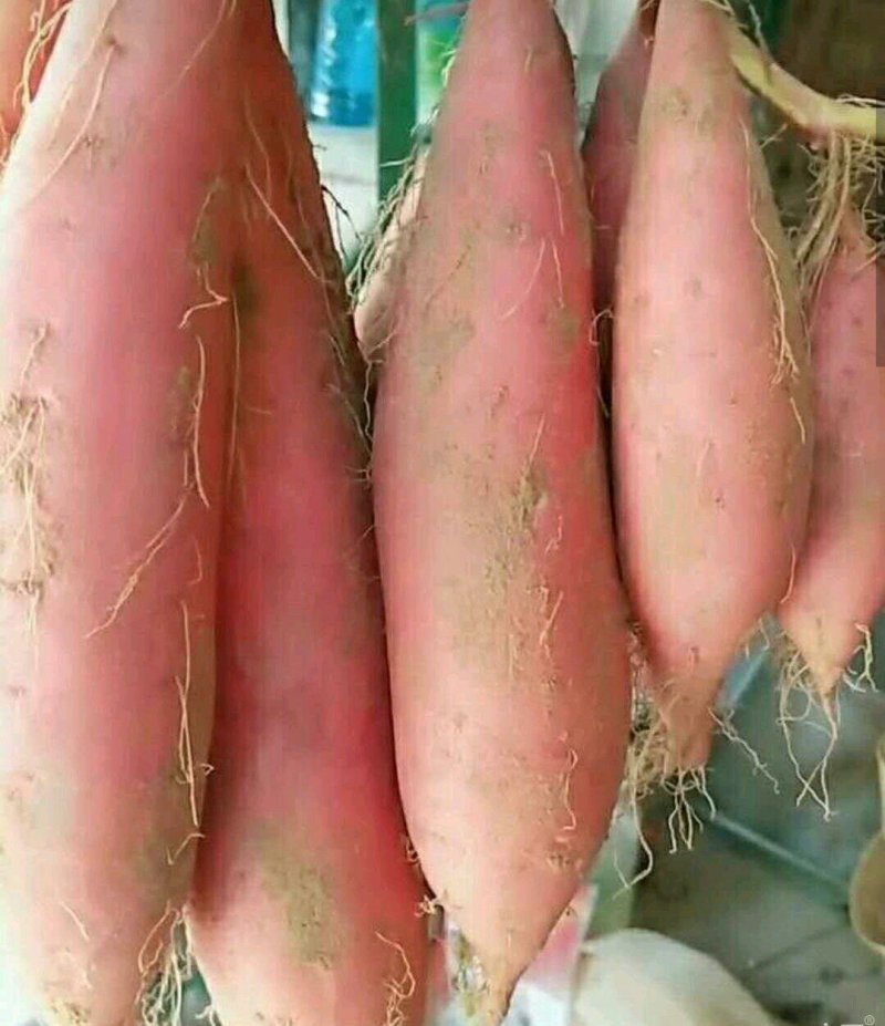 优质红薯大量出窖✔香港红✔来福徐薯18✔商薯19✔红香蕉