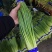 【蒜薹】正宗山东红帽蒜苔一手货源量大从优【坏单包赔】