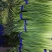 【蒜薹】正宗山东红帽蒜苔一手货源量大从优【坏单包赔】