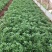 野菜特菜蒲公英，台湾红枸杞，救心菜，费菜，