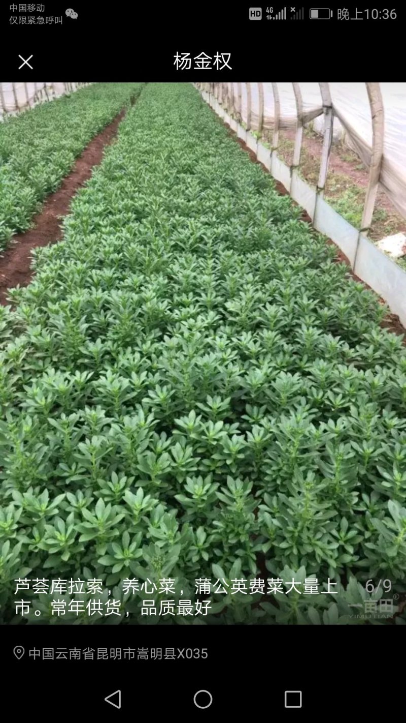 野菜特菜蒲公英，台湾红枸杞，救心菜，费菜，