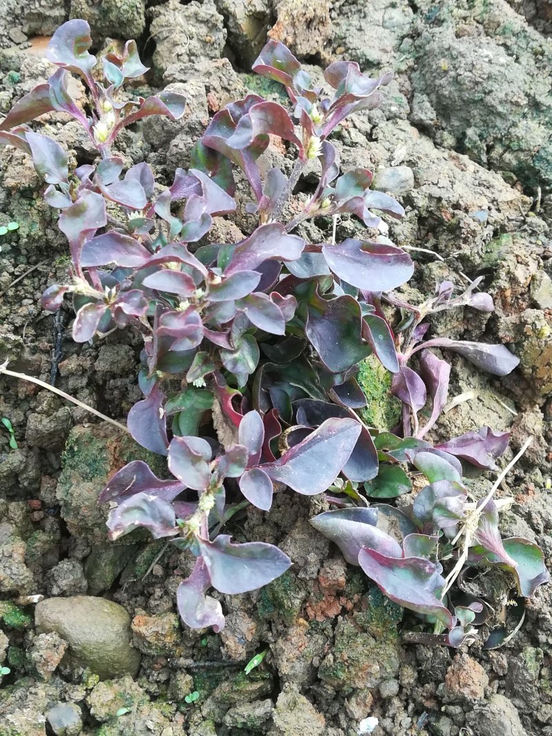 野菜特菜蒲公英，台湾红枸杞，救心菜，费菜，