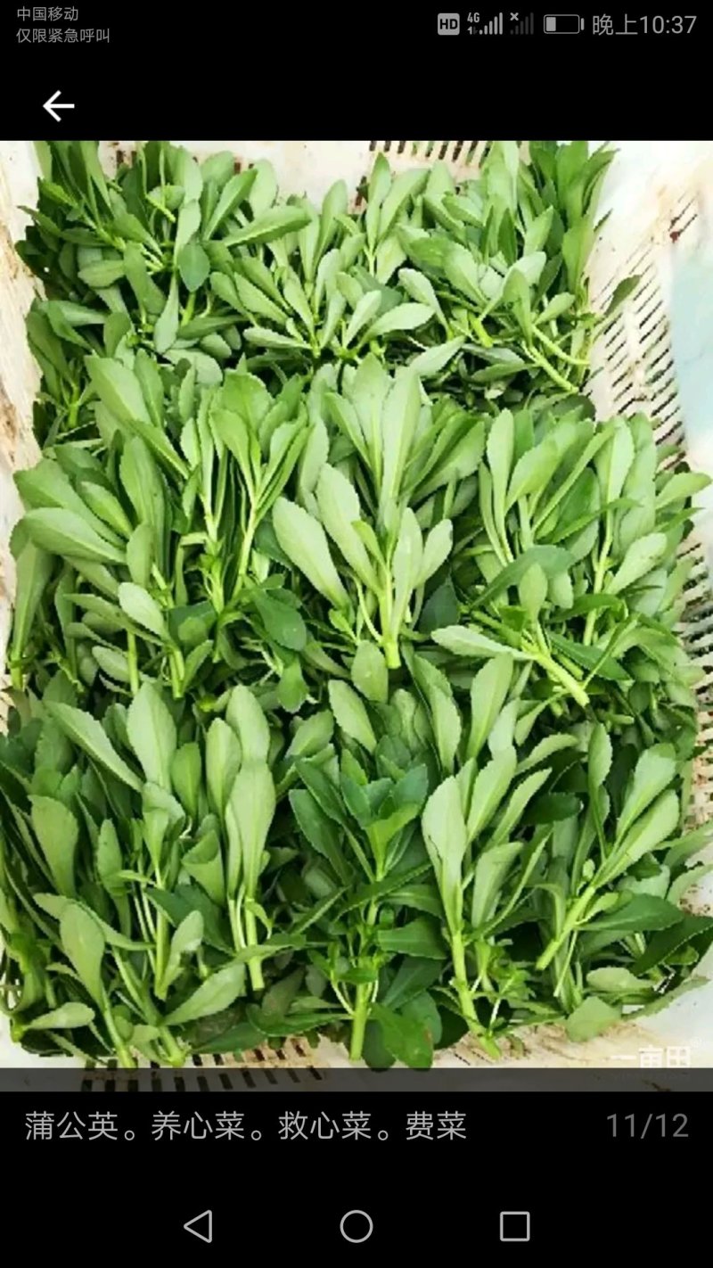 野菜特菜蒲公英，台湾红枸杞，救心菜，费菜，