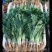 野菜特菜蒲公英，台湾红枸杞，救心菜，费菜，