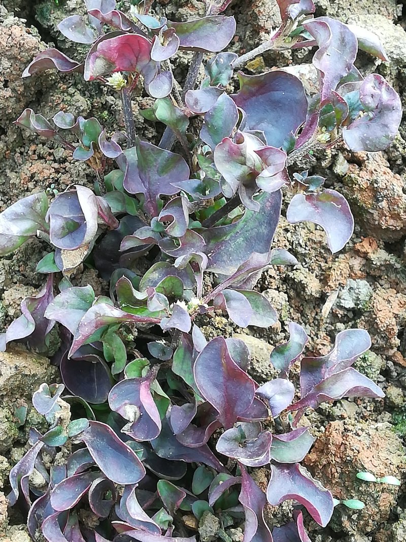 野菜特菜蒲公英，台湾红枸杞，救心菜，费菜，