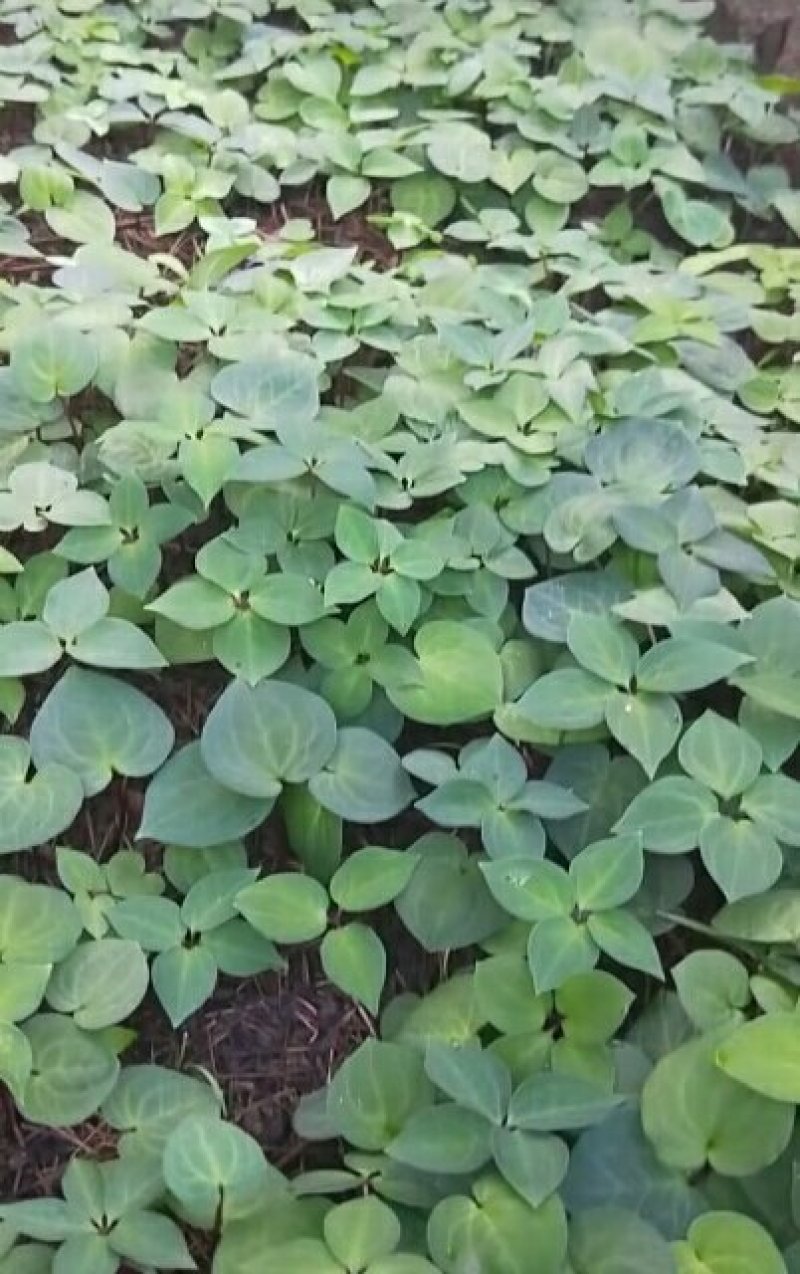滇重楼种子干货鲜货块茎大苗小苗