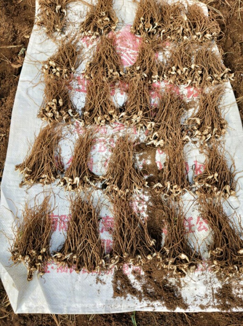 滇重楼种子干货鲜货块茎大苗小苗