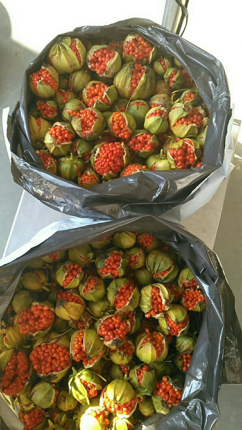 滇重楼种子干货鲜货块茎大苗小苗