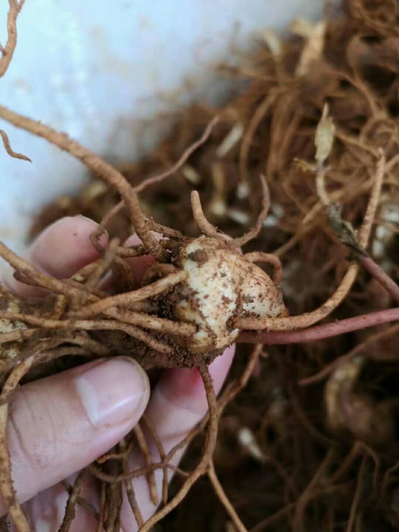 滇重楼种子干货鲜货块茎大苗小苗
