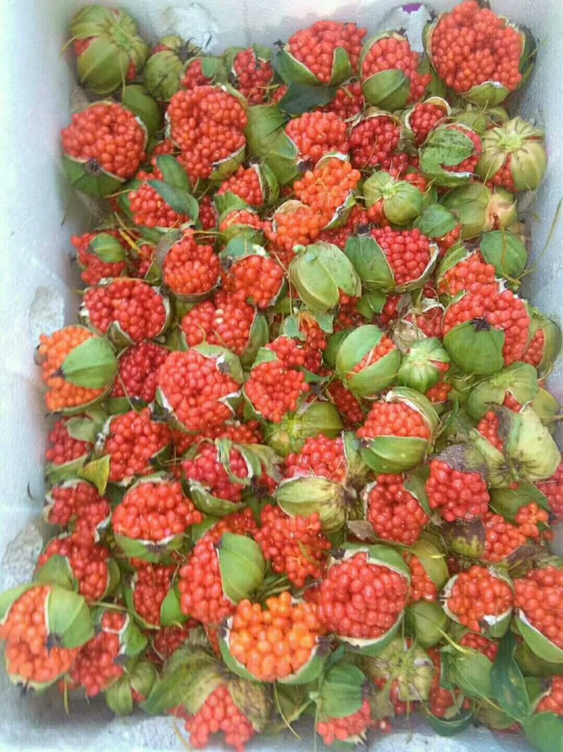 滇重楼种子干货鲜货块茎大苗小苗