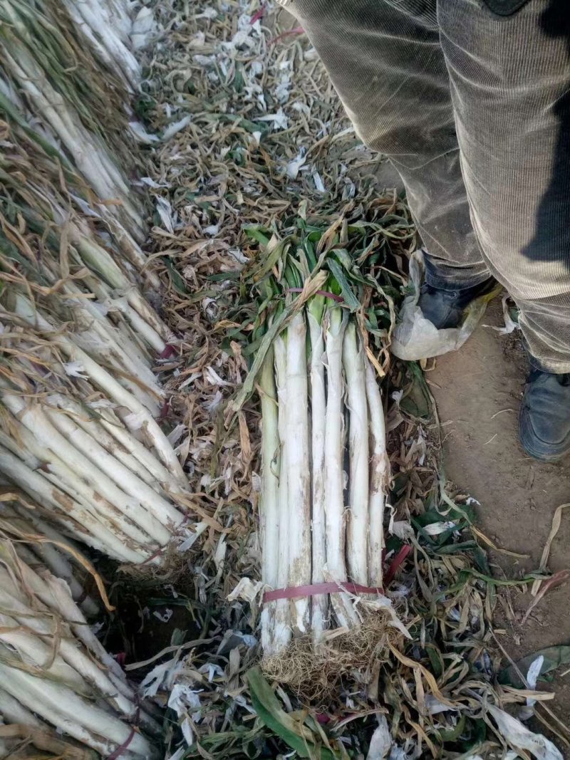 泗水万亩长白大葱大量出售中，欢迎客户订购