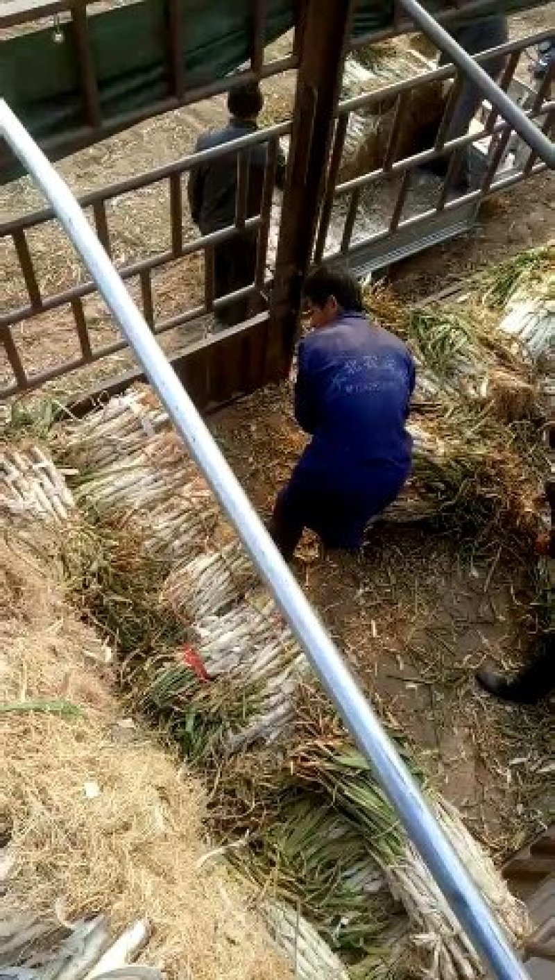 泗水优质长白大葱，接近尾期，欢迎各位老板来收购