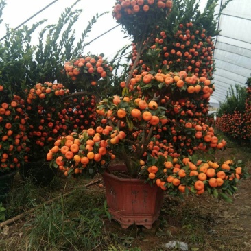 盆桔，花卉摆放，施工种植均可