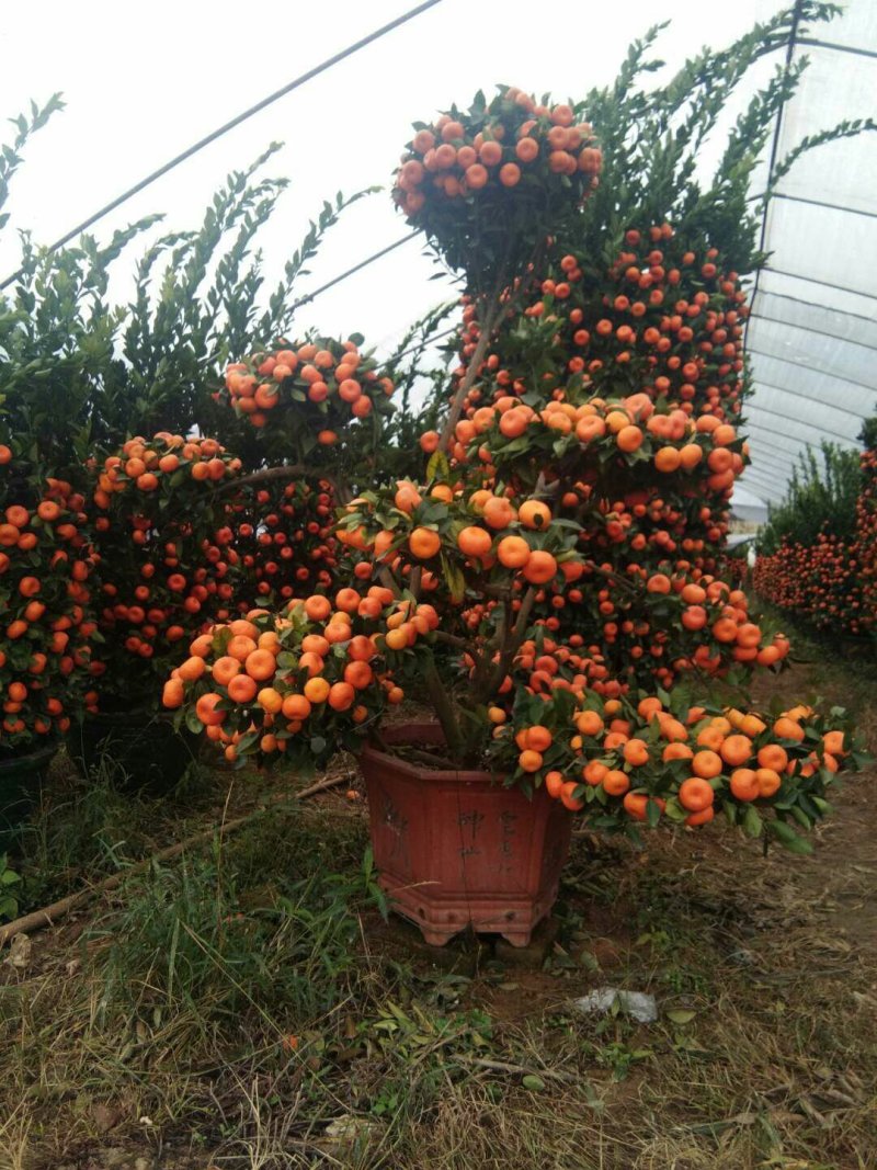 盆桔，花卉摆放，施工种植均可