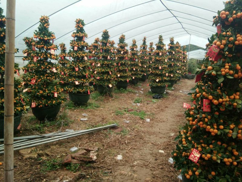 盆桔，花卉摆放，施工种植均可