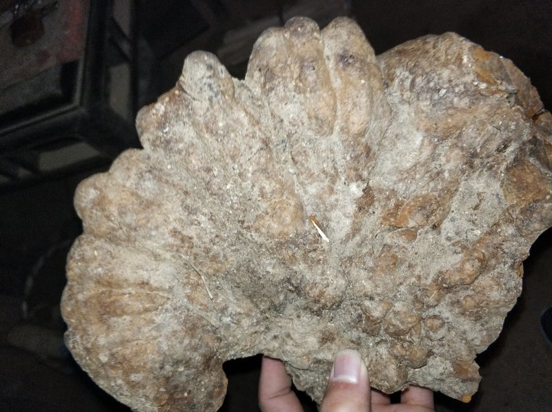 桑黄，野生桑黄，大桑黄，有没有喜欢的朋友