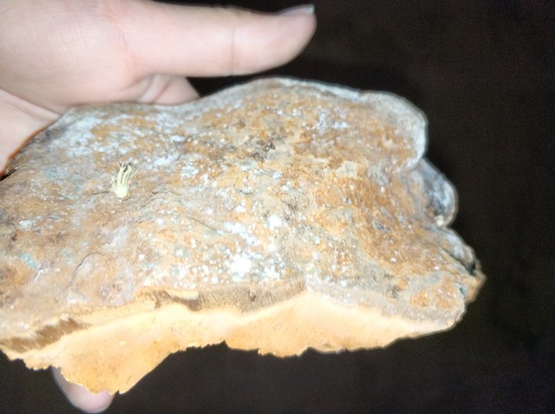 桑黄，野生桑黄，大桑黄，有没有喜欢的朋友