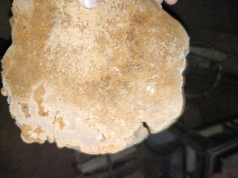 桑黄，野生桑黄，大桑黄，有没有喜欢的朋友