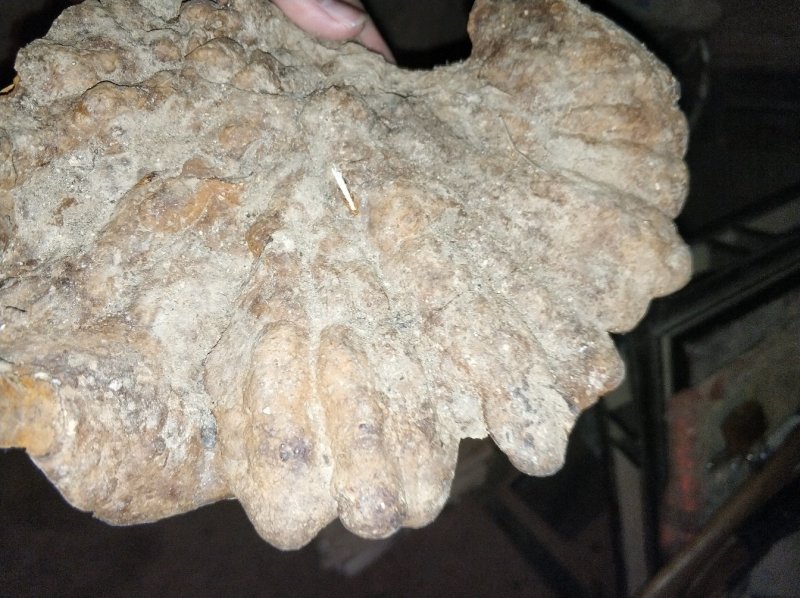 桑黄，野生桑黄，大桑黄，有没有喜欢的朋友