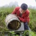 麻辣牛肉、优质大米、十八洞黄金茶、乳鸽、山羊、腊肉、土蜂