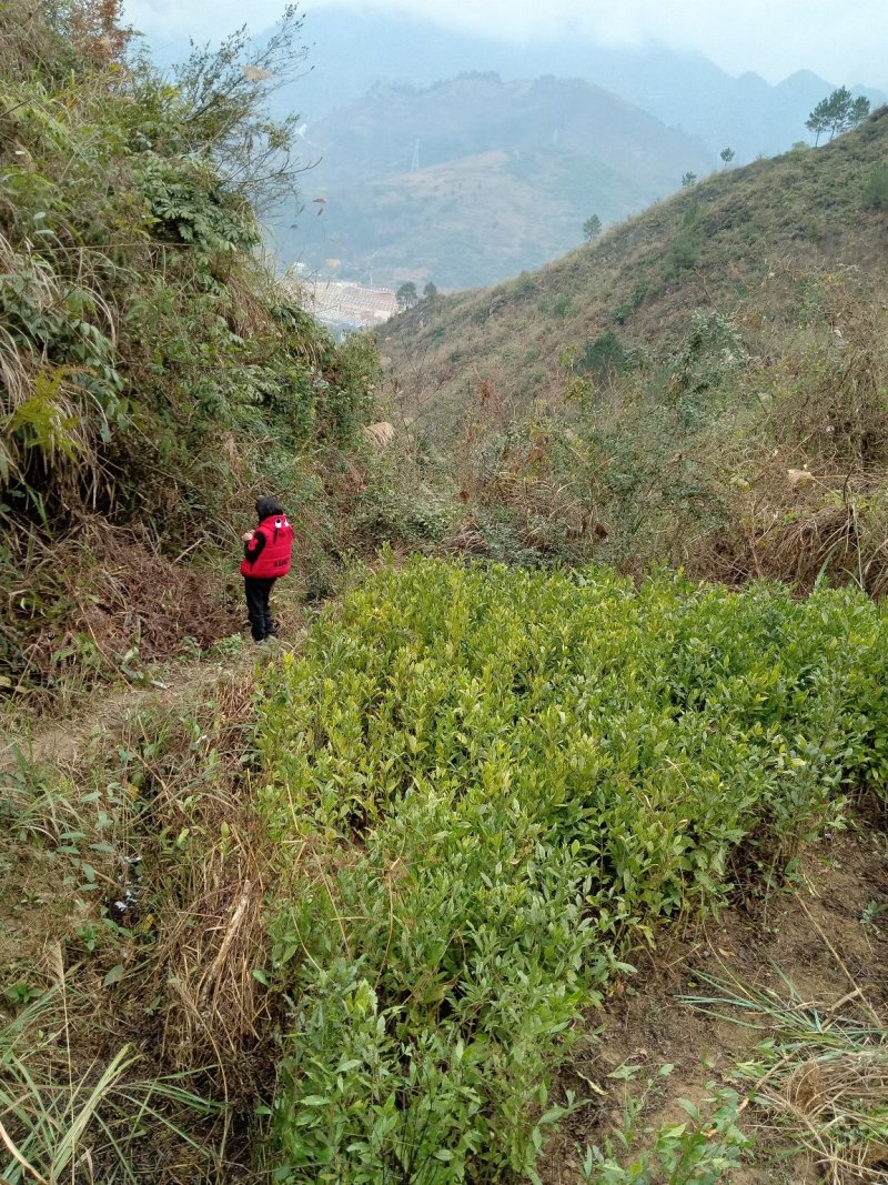 栀子苗，黄栀子苗，一年三季开花，可以做观赏树。